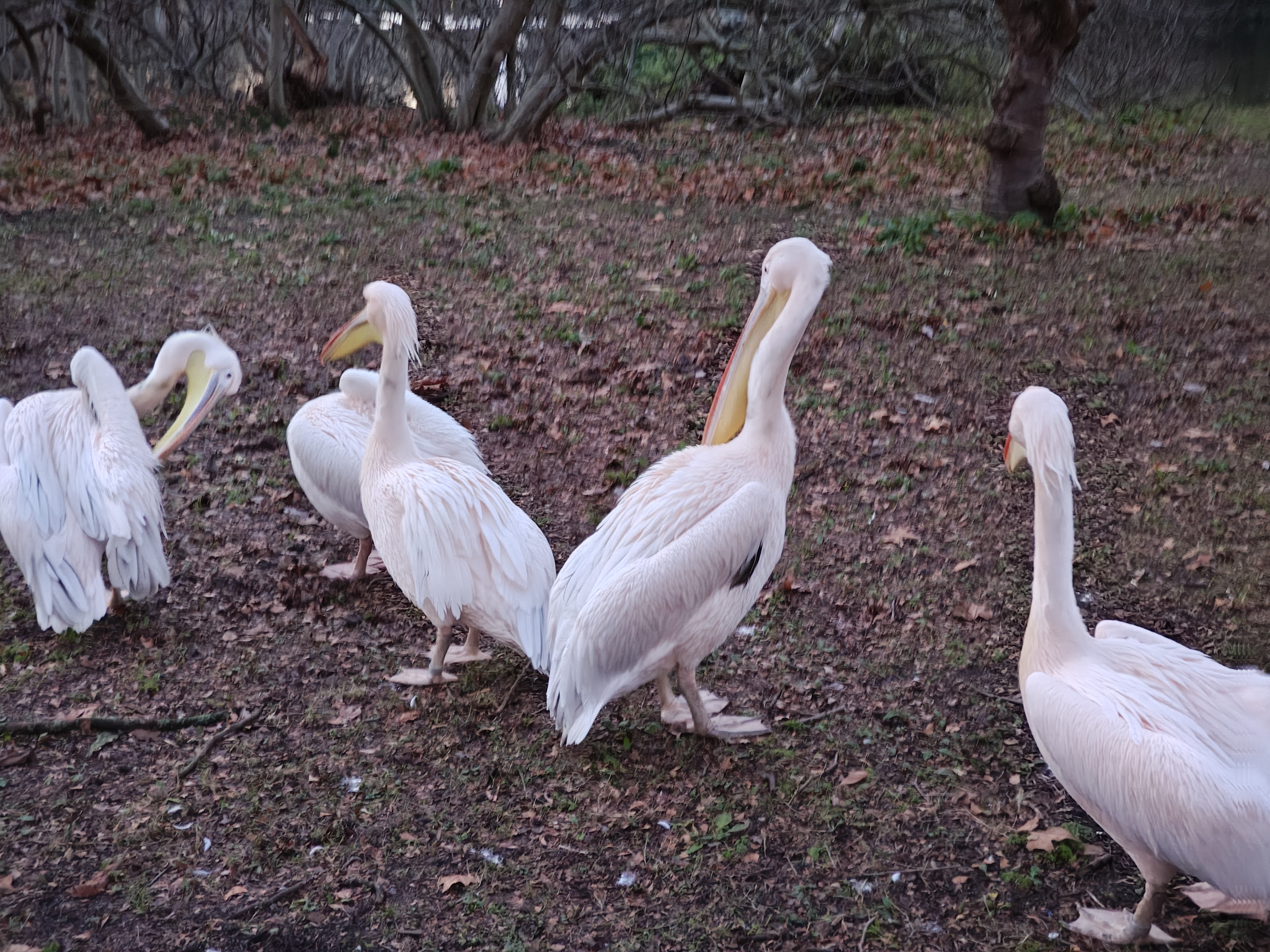Pelicans at St. James' Park, London