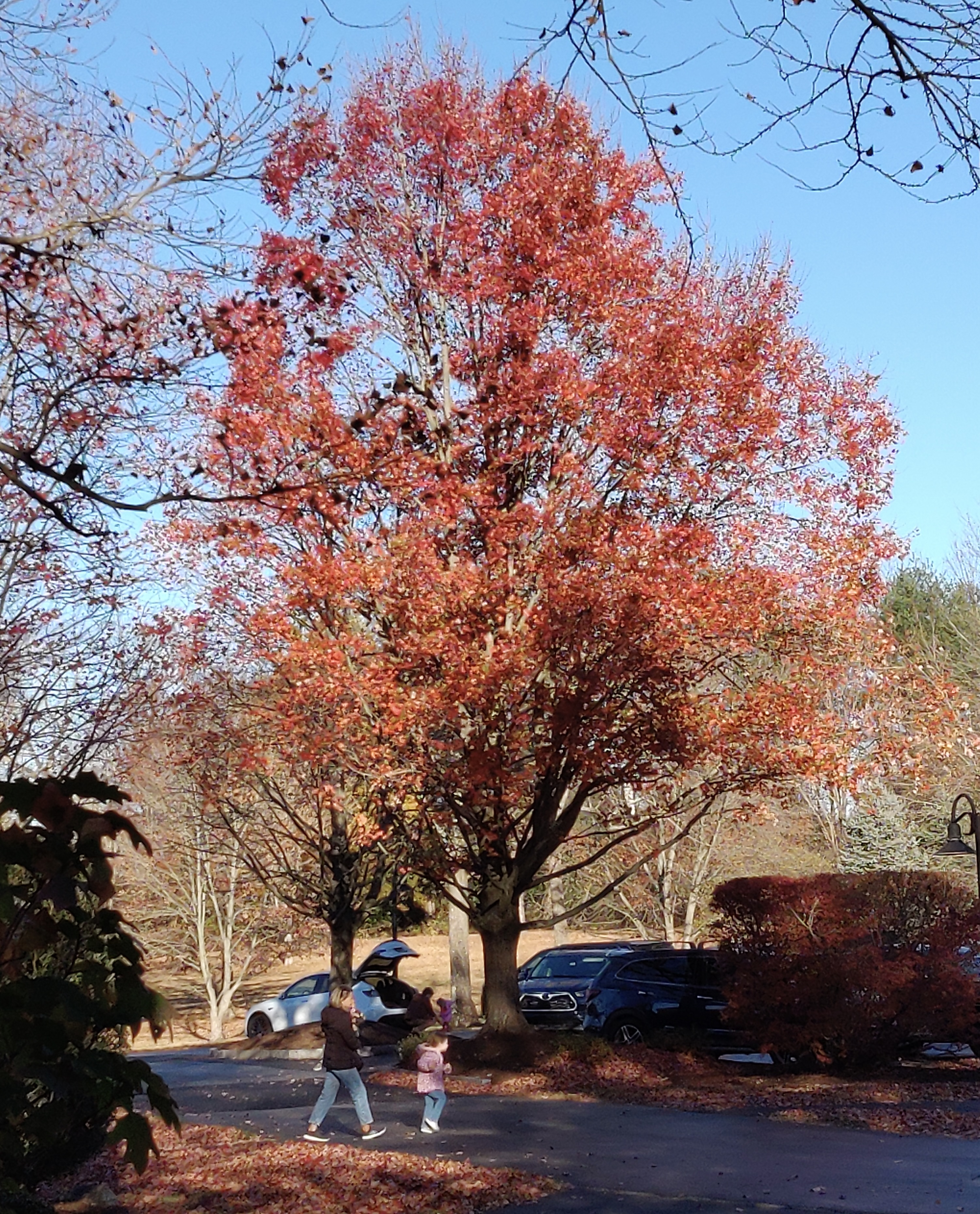 Summer in Fall